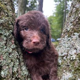 Rasberry - Chocolate female Goldendoodle puppy in New Ringgold, Pennsylvania from Hawk Mountain Doodles