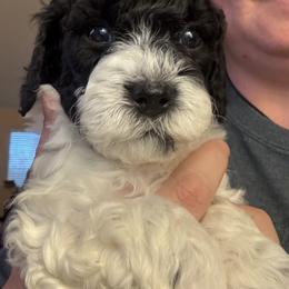 Bernedoodle, Cavapoo, and Poodle Puppies from Liberty Farms Puppies