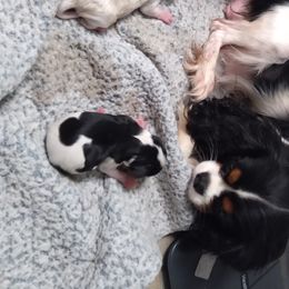 Daisy - Cavalier King Charles Spaniel