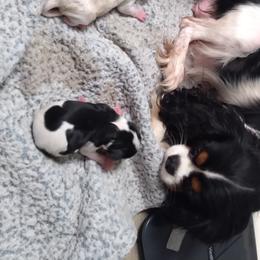Daisy - Cavalier King Charles Spaniel