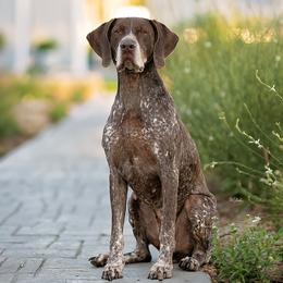 German Shorthaired Pointer All Grown Up from Halestorm Kennel