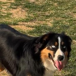Skye - Australian Shepherd