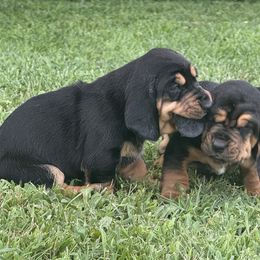 Basset Hound Puppies from Jenna Kuegel