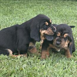 Basset Hound Puppies from Jenna Kuegel