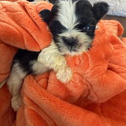 Little - Black and white male Shih Tzu puppy in San Jacinto, California from Luv4pups
