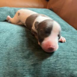Gill - White and blue male Whippet puppy in Clinton, Tennessee from Ivanhoe Borzoi