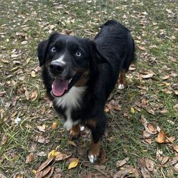 Miniature Australian Shepherd All Grown Up from Sun & Moon Aussies
