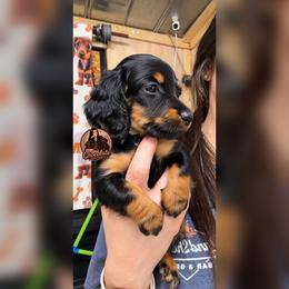 Boy 1 - male Dachshund puppy in Liberty, Texas from Mini Chocolate Factory