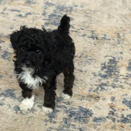 Roamy - Black and white male Aussiedoodle puppy in Deer Park, Washington from Doodle Paw Ranch
