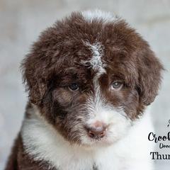 Thunderstruck - Red male Bordoodle puppy in Woodruff, South Carolina from Crooked Creek Doodles and Poodles