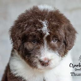 Thunderstruck - Red male Bordoodle puppy in Woodruff, South Carolina from Crooked Creek Doodles and Poodles