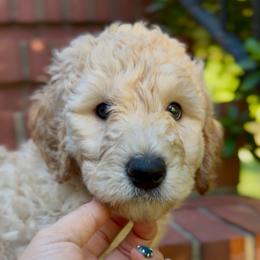 Aster - Apricot male Goldendoodle puppy in Asheboro, North Carolina from Magnolia Farm Doodles