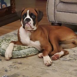 Freya - Boxer