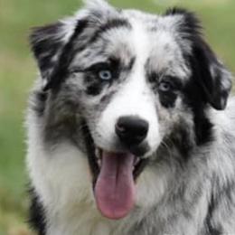 Eddie - Miniature Australian Shepherd