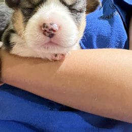 Pembroke Welsh Corgi Puppies from 4G Farms Corgi’s