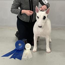 Gabby - Bull Terrier