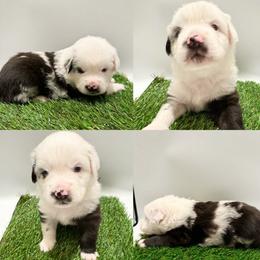 Blue Merle male - Blue merle male Miniature Australian Shepherd puppy in Brooker, Florida from Honey, I Shrunk the Aussies