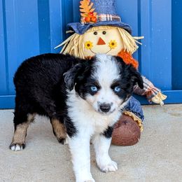 Hickory - Black tri male Miniature Australian Shepherd puppy in Lufkin, Texas from Texas Lil Cowdogs