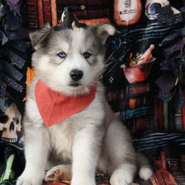 Orange - Gray and white male Siberian Husky puppy in York, Pennsylvania from Spalla Pups