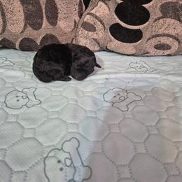 Girl 1 - female Shichon puppy in Pacolet, South Carolina from Kelli's Kennels