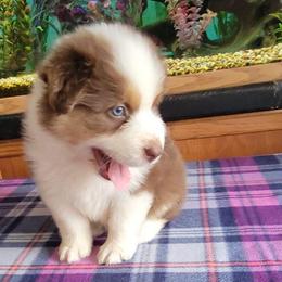 Red - Red tri-color male Australian Shepherd puppy in Guthrie, Oklahoma from 2bar Aussies