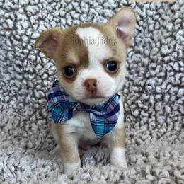 Grit - Chocolate and white male Chihuahua puppy in Augusta, Georgia from Sophia Jade's Chi Brigade