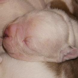 Girl 2 - female Olde English Bulldogge puppy in Evanston, Illinois from Blue Knob OEB's