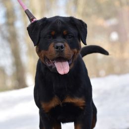 Rottweiler Puppies from Mid Penn Rottweilers