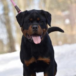 Rottweiler Puppies from Mid Penn Rottweilers