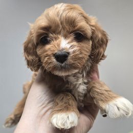 Girl 1 - Red female Cavapoo puppy in Conklin, Michigan from Lake Michigan Couture Cavapoos & Cockapoos