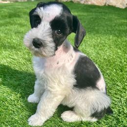 Colten - Parti male Miniature Schnauzer puppy in Canyon Lake, Texas from Chambers Schnauzers