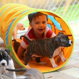 American Foxhound and American Staffordshire Terrier Puppies from Whitlow Kennel