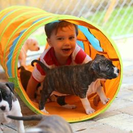 American Foxhound and American Staffordshire Terrier Puppies from Whitlow Kennel
