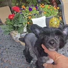 Arnold Long Star Angel - Black and white male Chinese Crested puppy in Amarillo, Texas from Victoria's Chinese Cresteds Long Star Angels