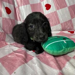 Green - Brindle female Dachshund puppy in Waukegan, Illinois from Rolling and Howling Basset Hounds and Dachshunds