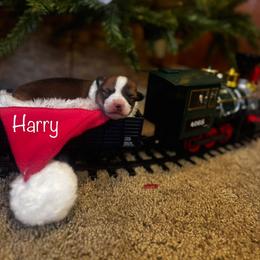 Harry - Sable male Pembroke Welsh Corgi puppy in Sheldon, Missouri from Clearsky Corgis