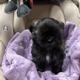Girl 3 - Brindle female Shih Tzu puppy in Hibbing, Minnesota from Iron Range Shih Tzu and Puppies