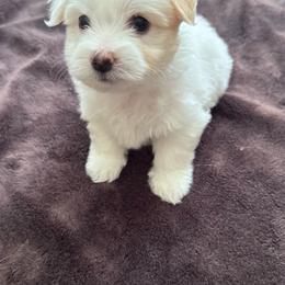 Biscuit - White female Coton de Tulear puppy in Timber, Oregon from Sterling’s Sweet Cotons