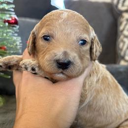 Goldie - Apricot female Goldendoodle puppy in Maricopa, Arizona from AZ Designer Goldendoodles
