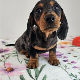 Boy 1 - Dapple male Dachshund puppy in Belle Rive, Illinois from Akin's Miniature Dachshunds, LLC