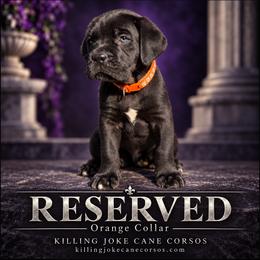Magnus (Orange Collar) - Black male Cane Corso puppy in Stilwell, Oklahoma from Killing Joke Kennels