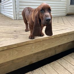 Basset Hound Puppies from Pleasant Bay Basset Hounds