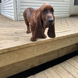 Basset Hound Puppies from Pleasant Bay Basset Hounds