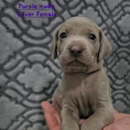 Purple Collar - Silver gray female Weimaraner puppy in Indiana from So-IN Weimaraner's