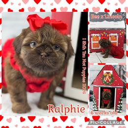 M'Lynn now Ralphie - Liver female Shih Tzu puppy in Beatrice, Nebraska from I Shih Tzu Not Puppies