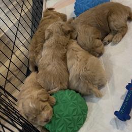 Miniature Schnauzer Puppies from Laurel Crown Schnauzers
