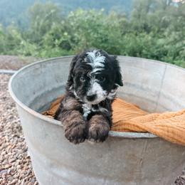 Nova - female Australian Mountain Doodle puppy in Tryon, North Carolina from Melrose Mountain Farm
