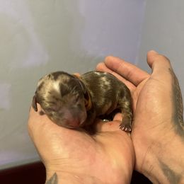 Dachshund Puppies from Justyne Lazalde