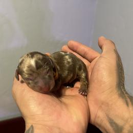 Dachshund Puppies from Justyne Lazalde