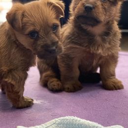 Australian Terriers from Dahling Australian Terriers